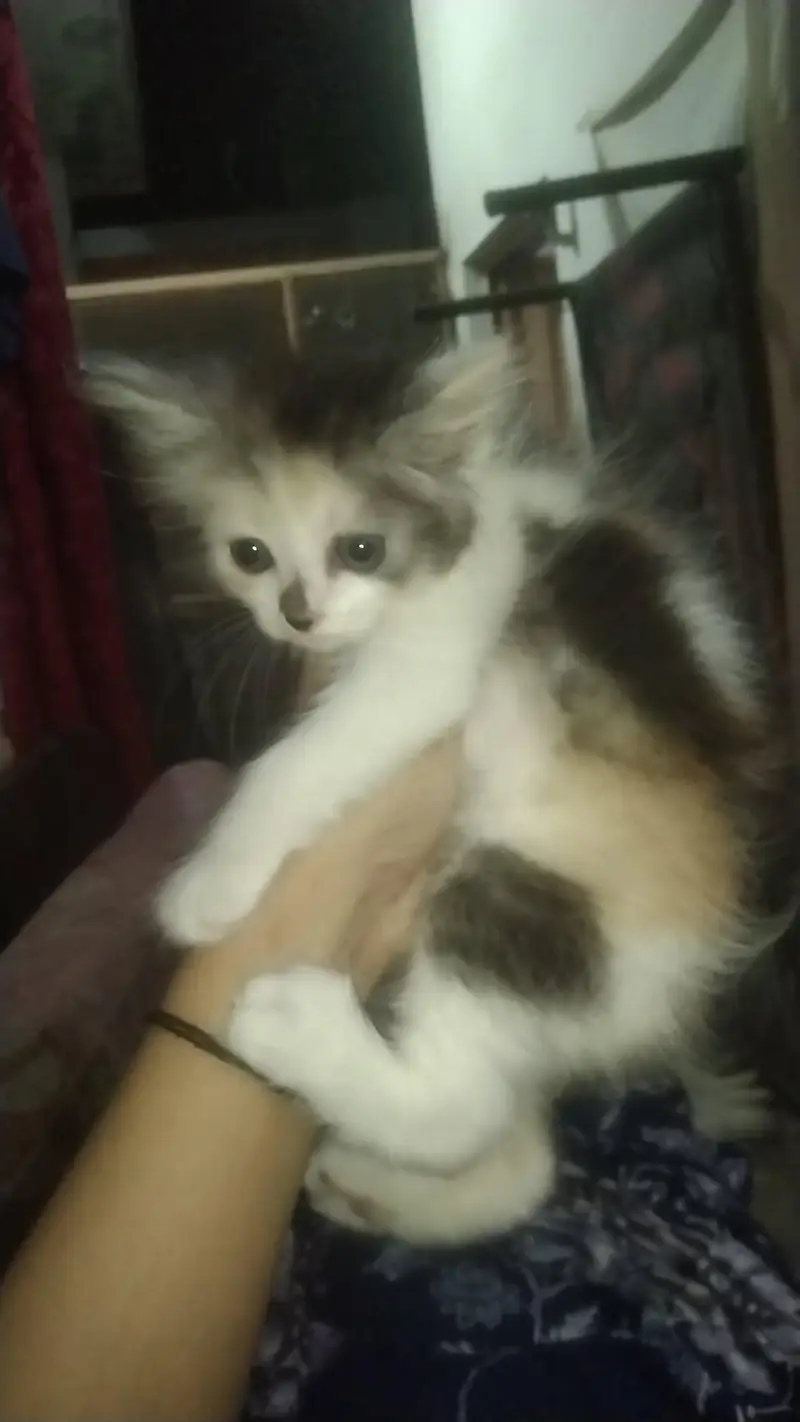 kittens — photo 2
