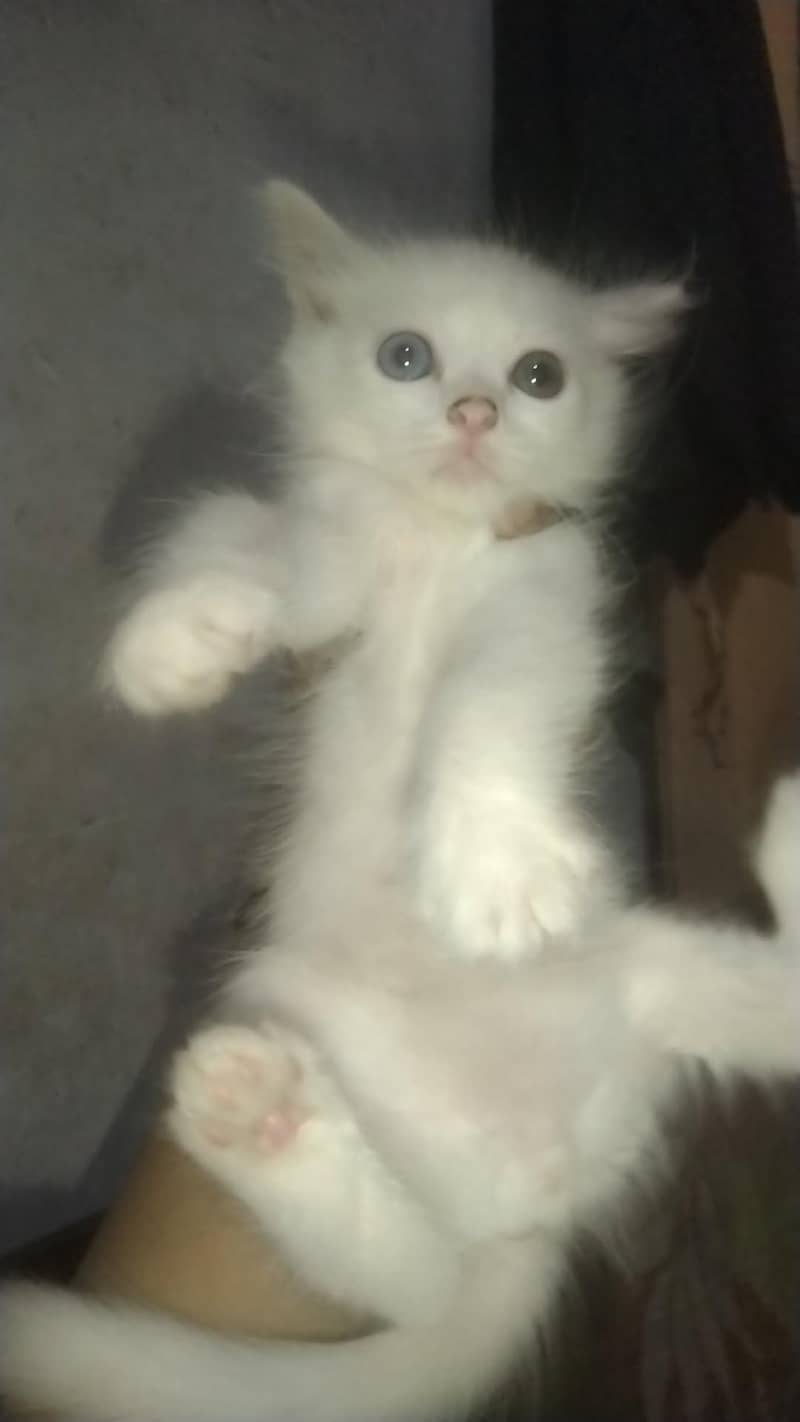 kittens 2