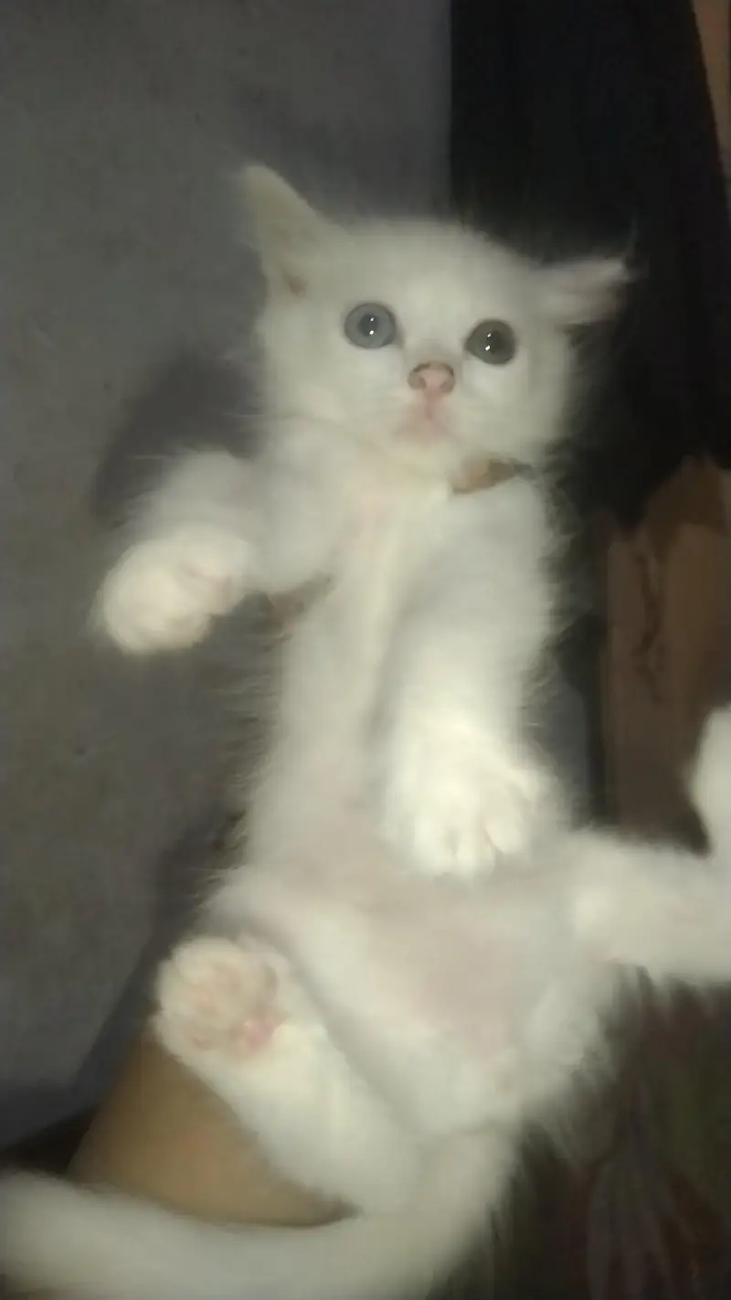 kittens — photo 3