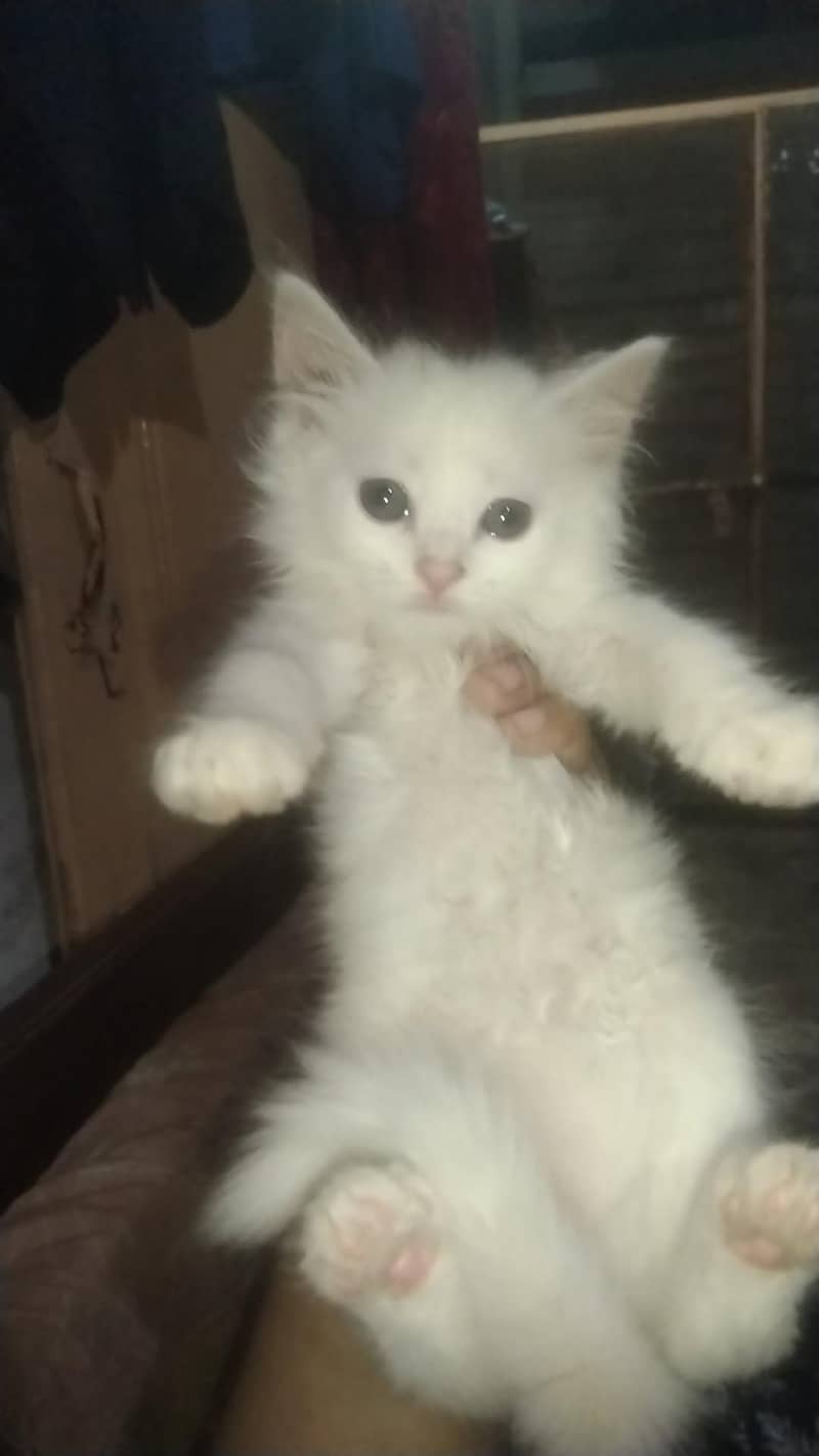 kittens 3