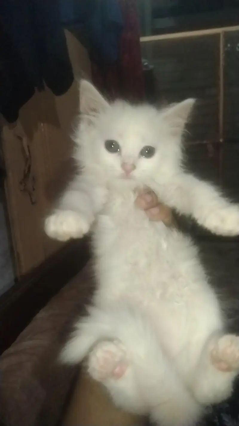kittens — photo 4