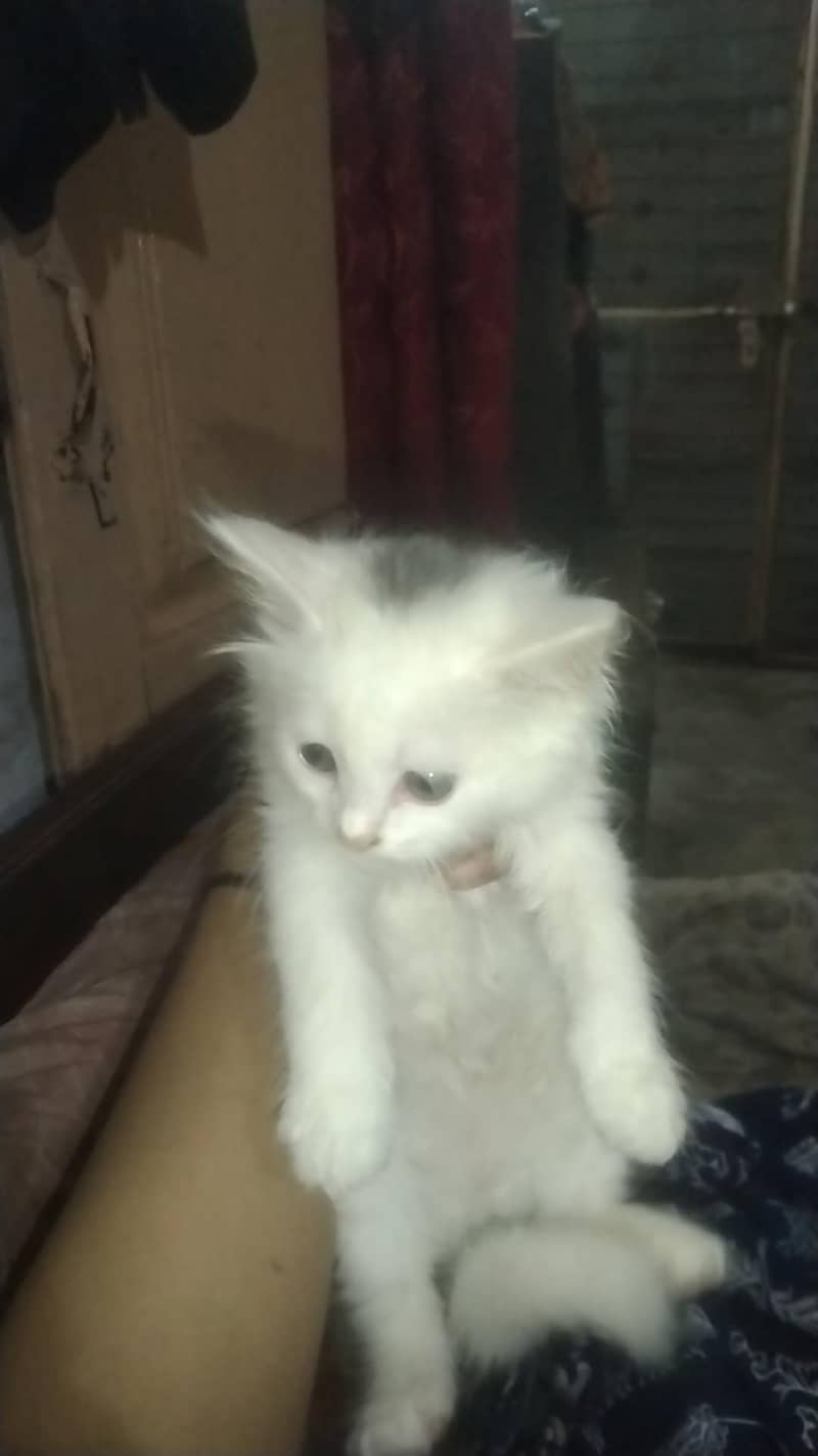 kittens 4