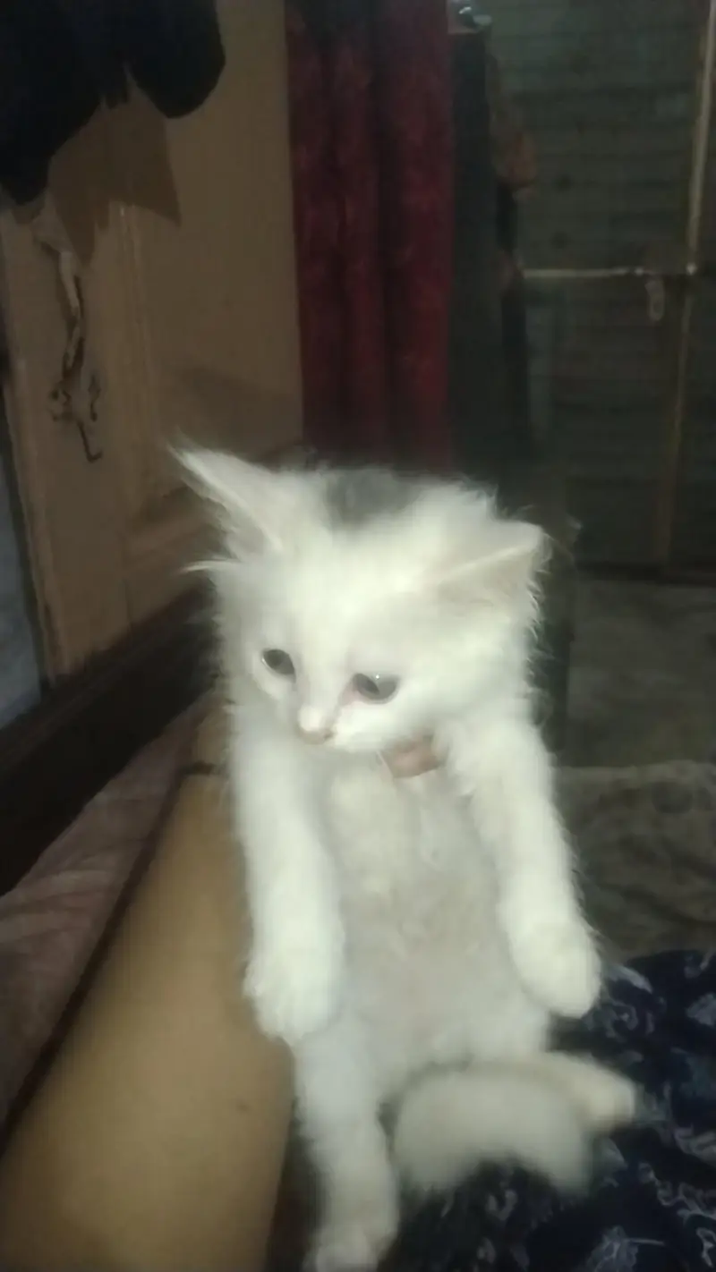 kittens — photo 5