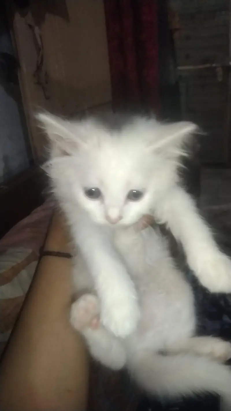 kittens — photo 6