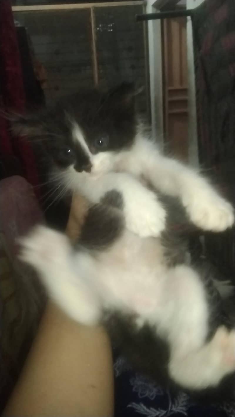 kittens 6