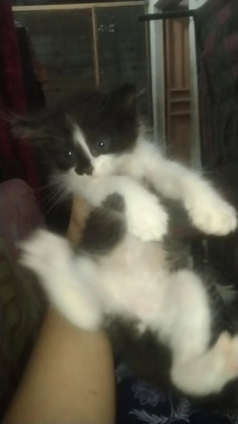 kittens — photo 7