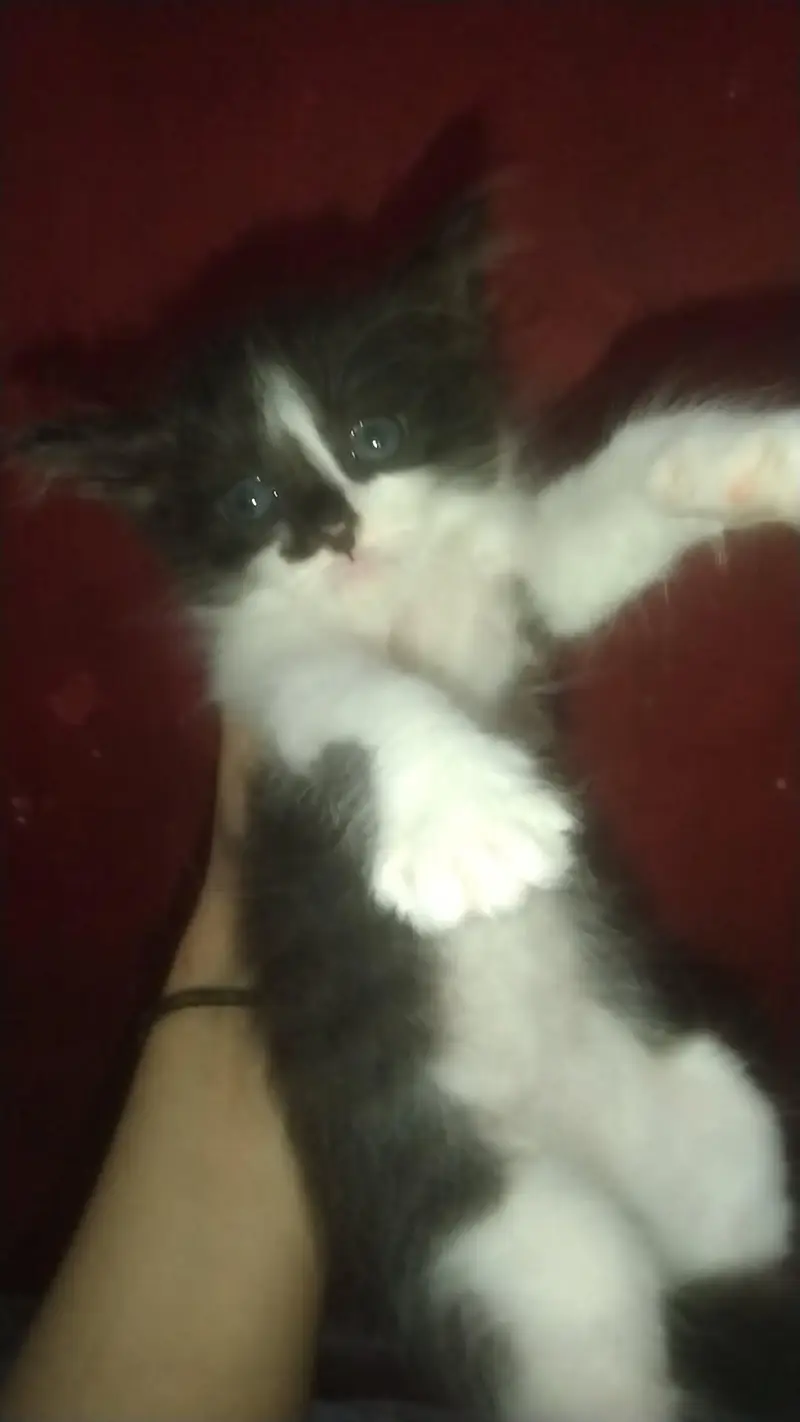 kittens — photo 8