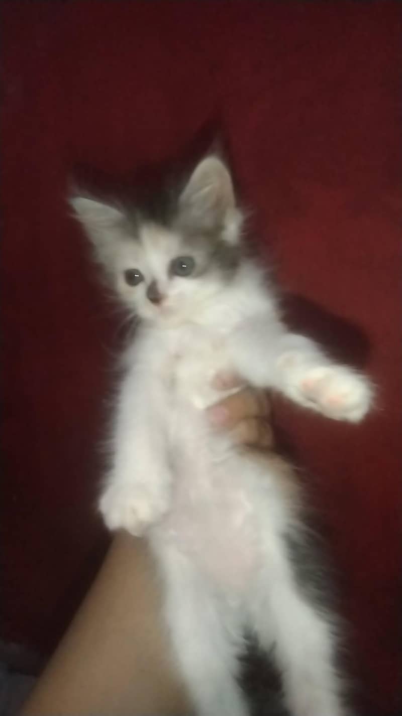 kittens 8
