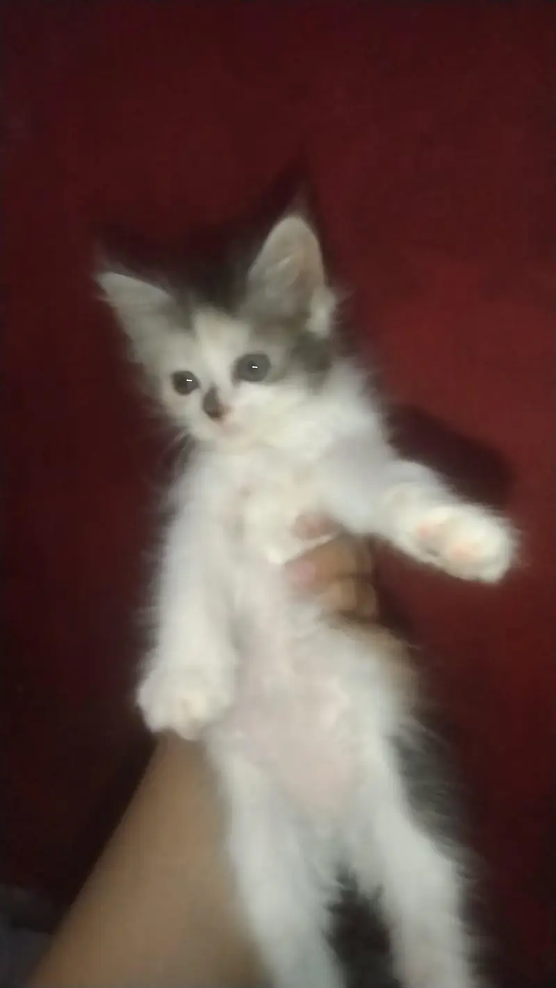 kittens — photo 9