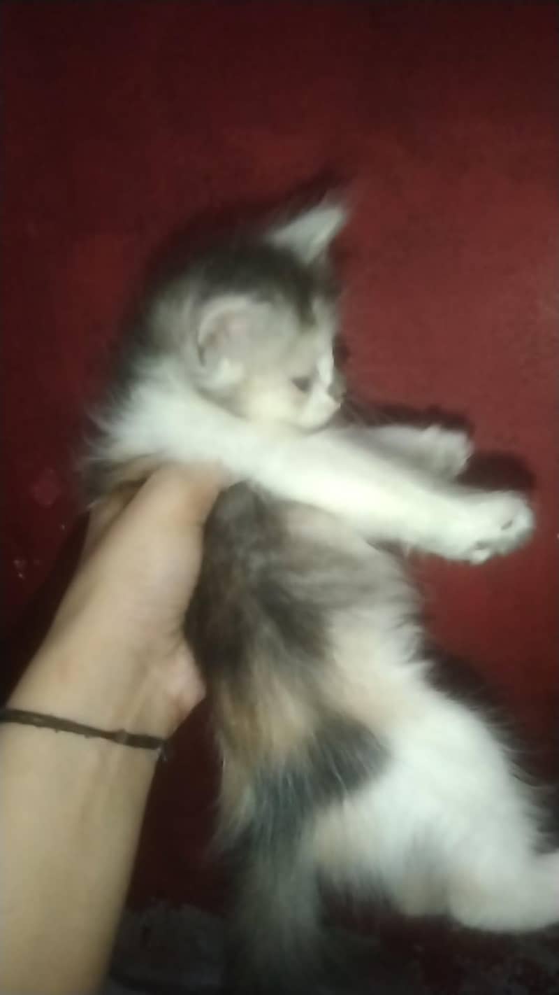 kittens 9