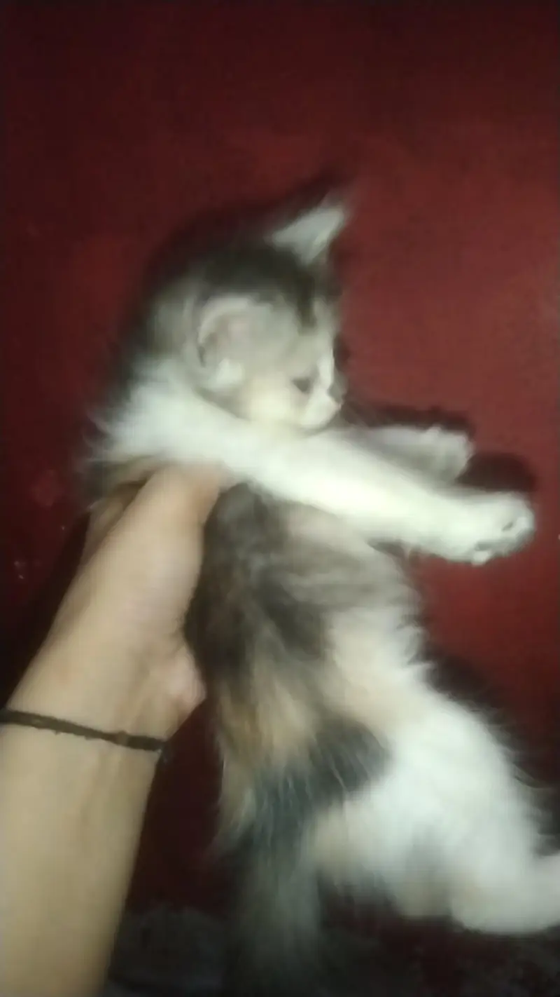 kittens — photo 10