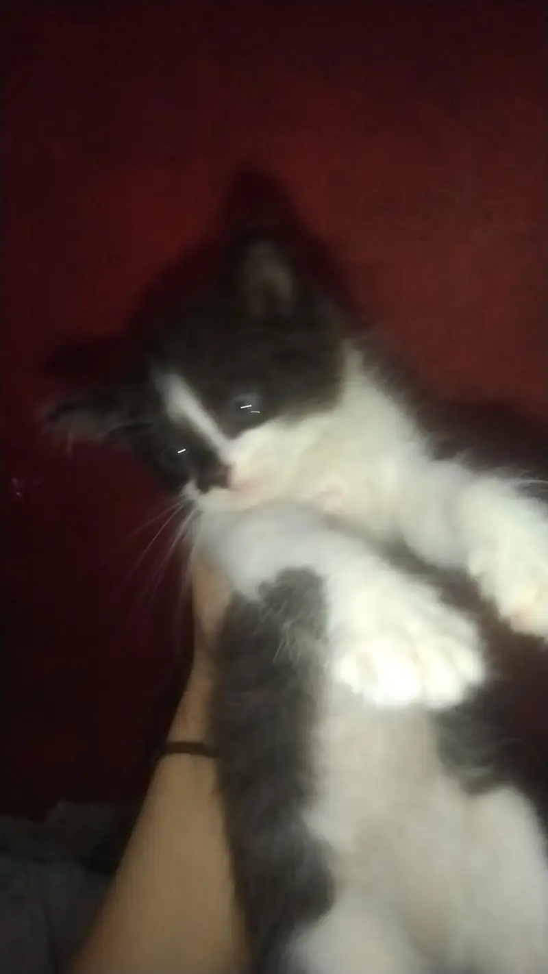 kittens — photo 11