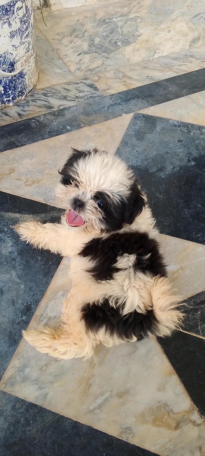 shihtzu puppies — photo 2