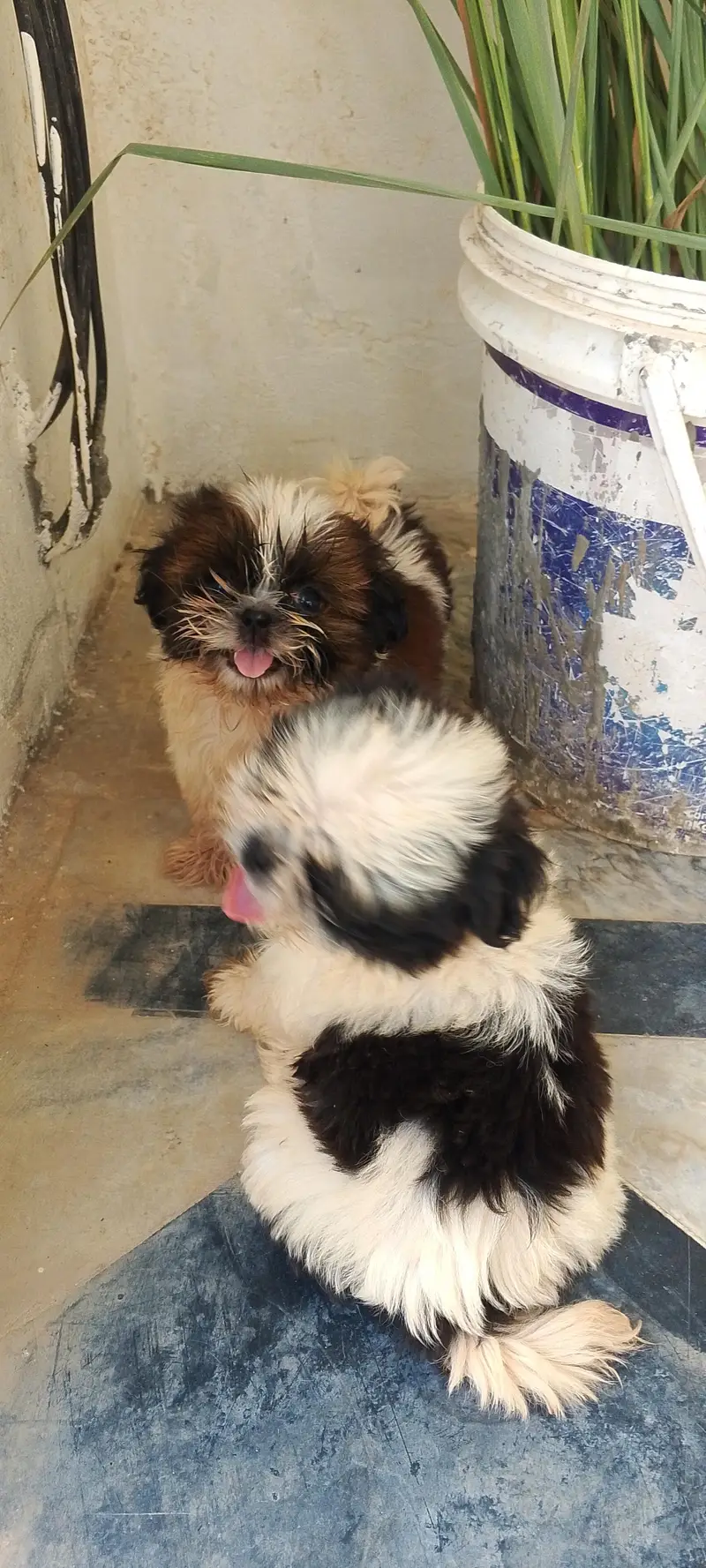 shihtzu puppies — photo 3