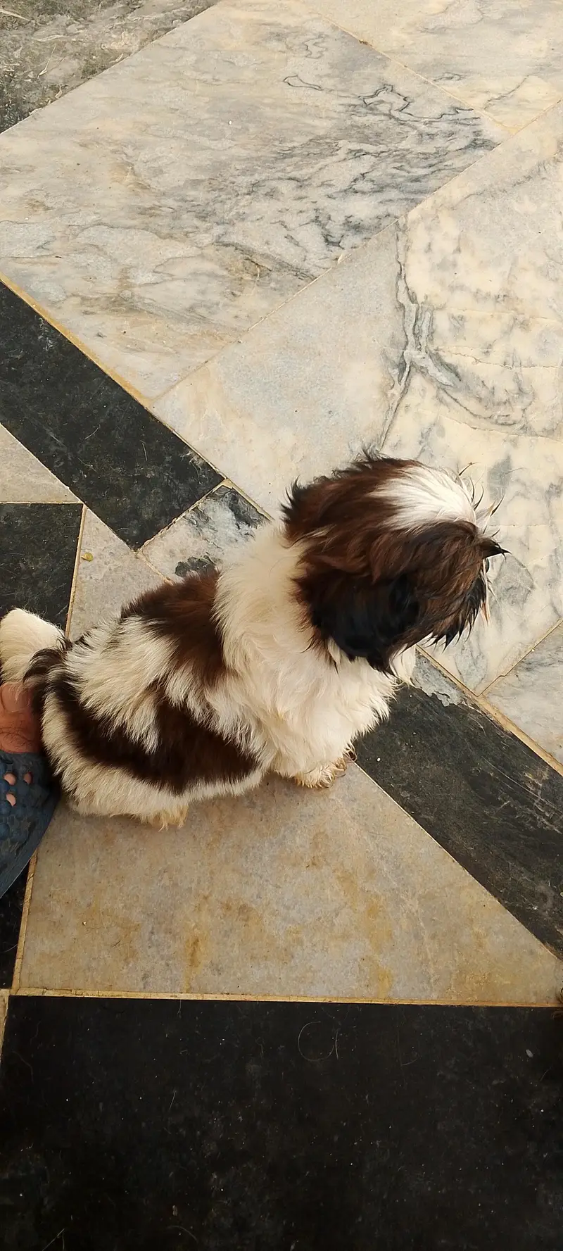 shihtzu puppies — photo 5