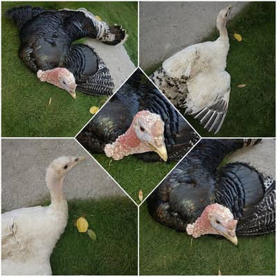 turkey / pero