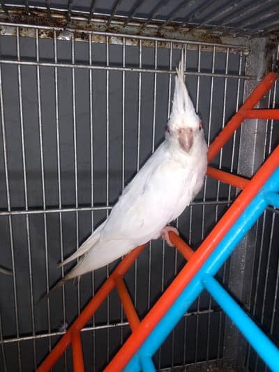 6 cockateils breeder for sale with 3 portion cage or accessories