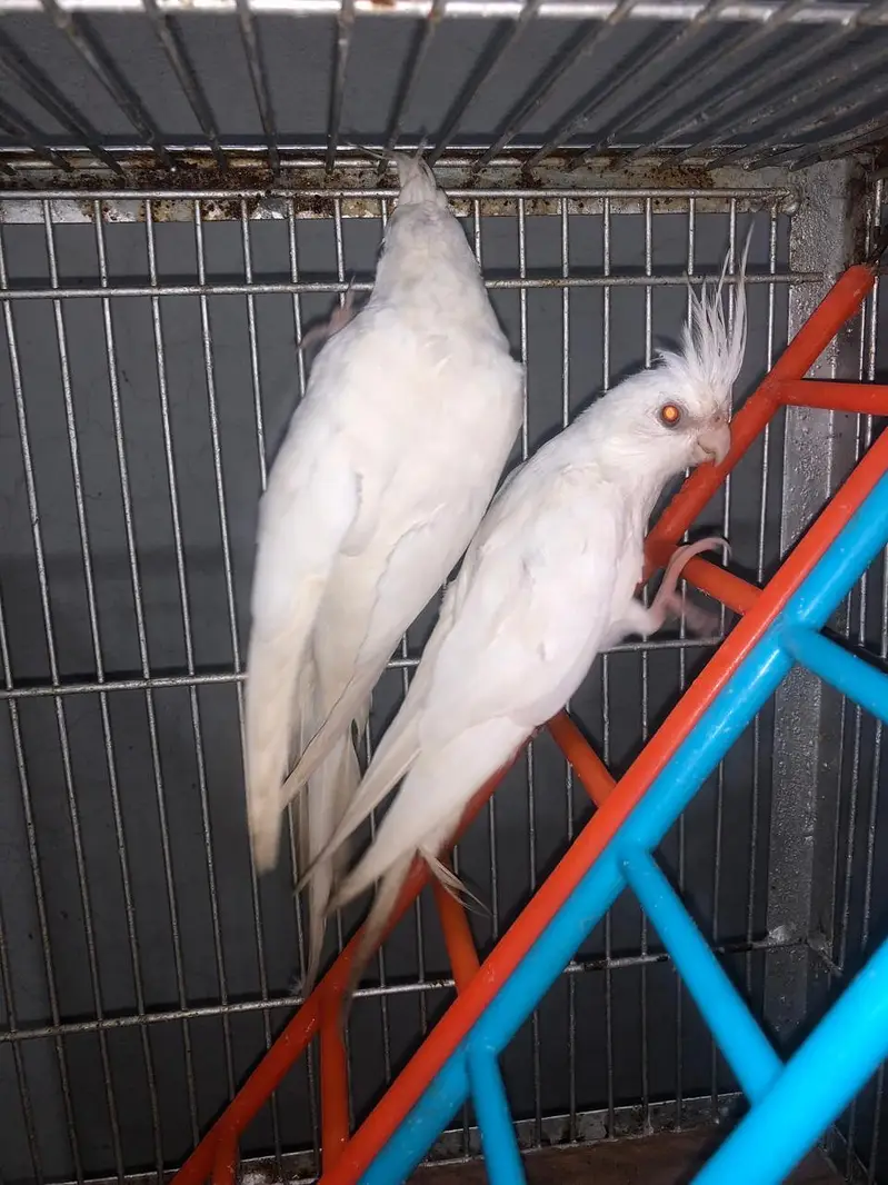 6 cockateils breeder for sale with 3 portion cage or accessories — photo 2