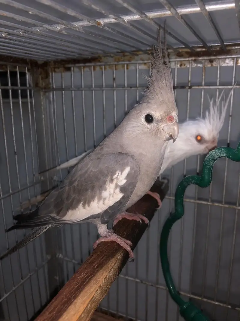 6 cockateils breeder for sale with 3 portion cage or accessories — photo 3