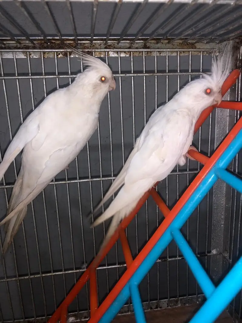 6 cockateils breeder for sale with 3 portion cage or accessories — photo 4