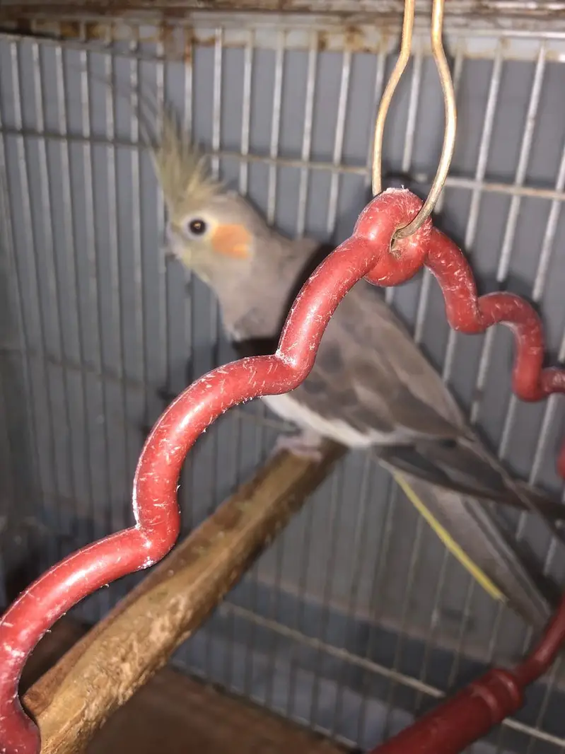 6 cockateils breeder for sale with 3 portion cage or accessories — photo 5