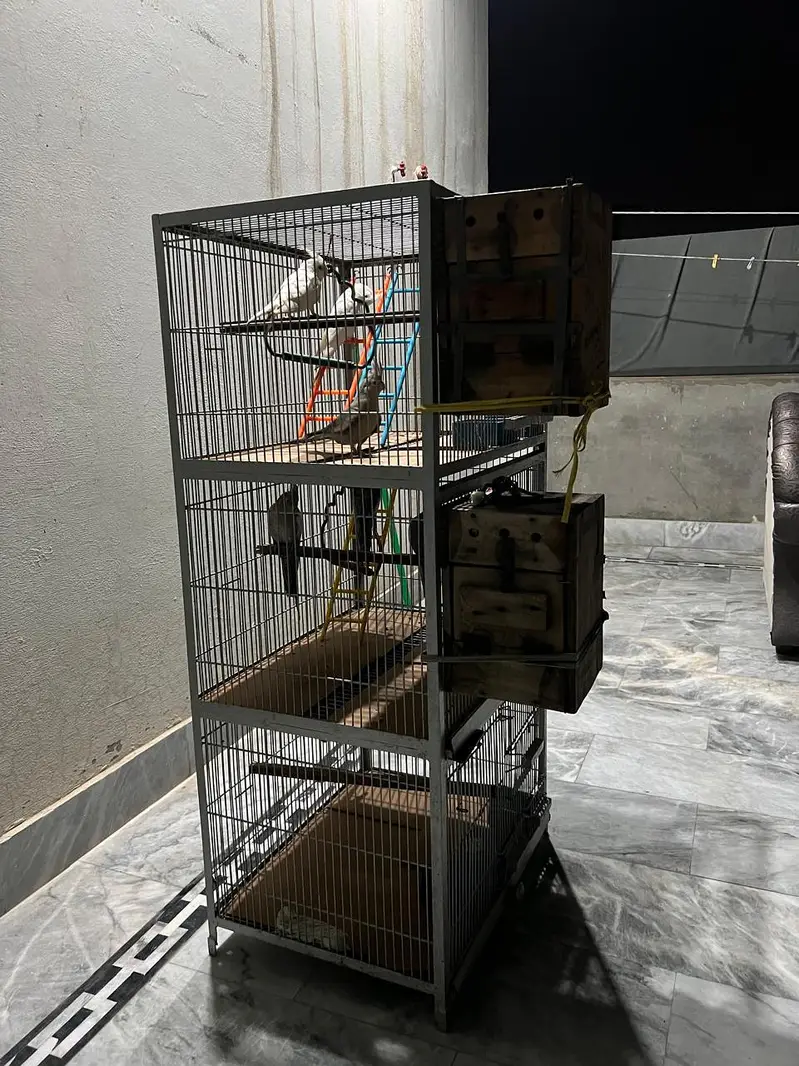 6 cockateils breeder for sale with 3 portion cage or accessories — photo 9