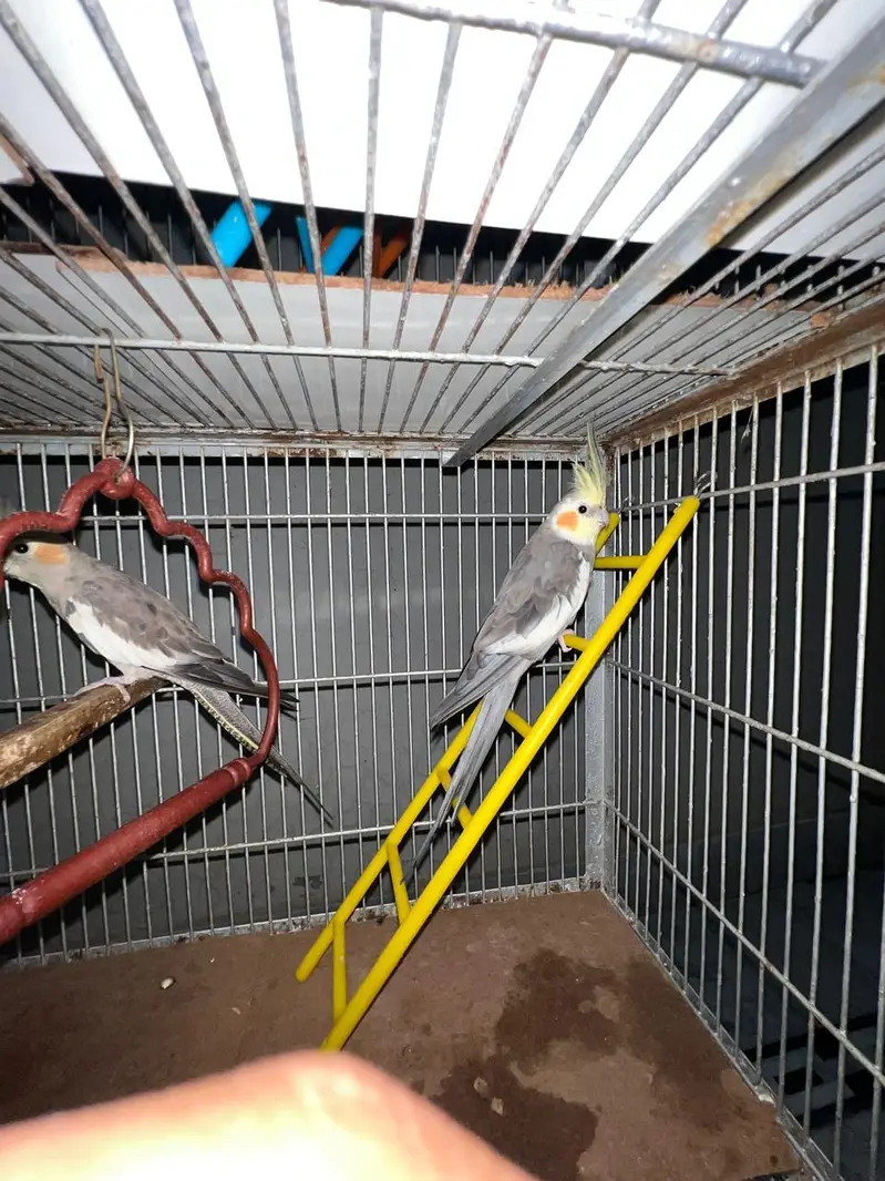 6 cockateils breeder for sale with 3 portion cage or accessories — photo 10