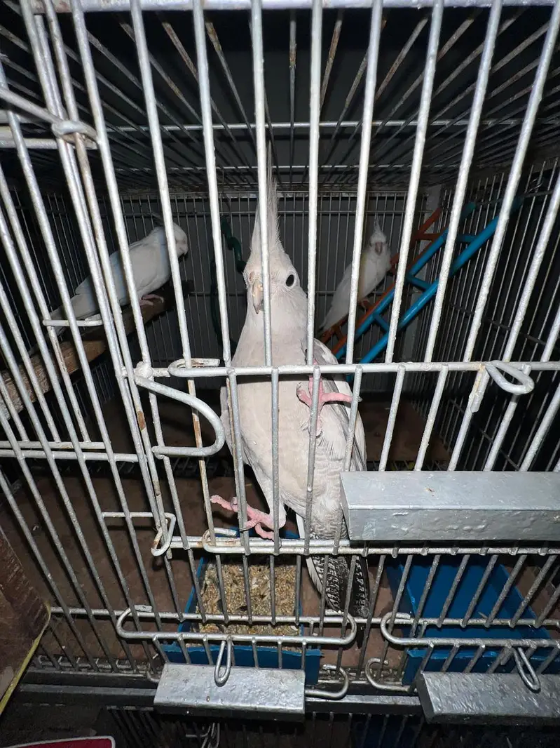 6 cockateils breeder for sale with 3 portion cage or accessories — photo 11