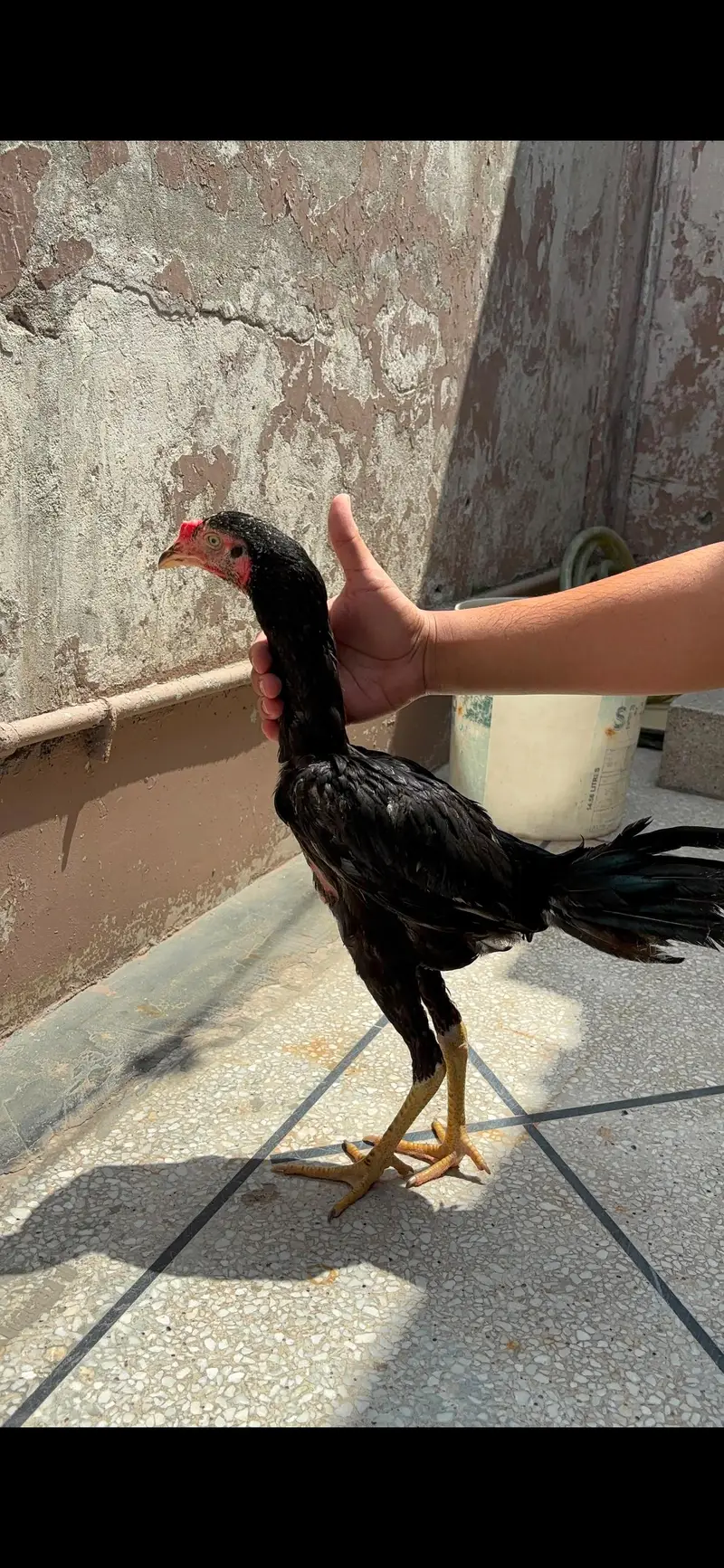 Aseel Thai Cross With Mianwali Aseel | Home Raised | 6 Months — photo 2