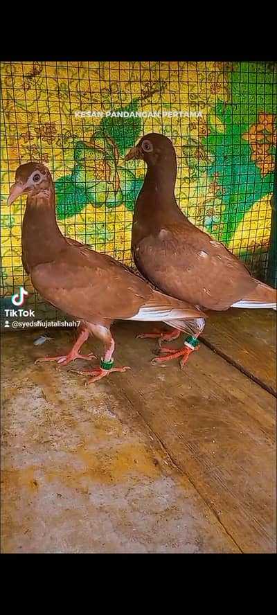 pigeon meulemqns pathy pair Available