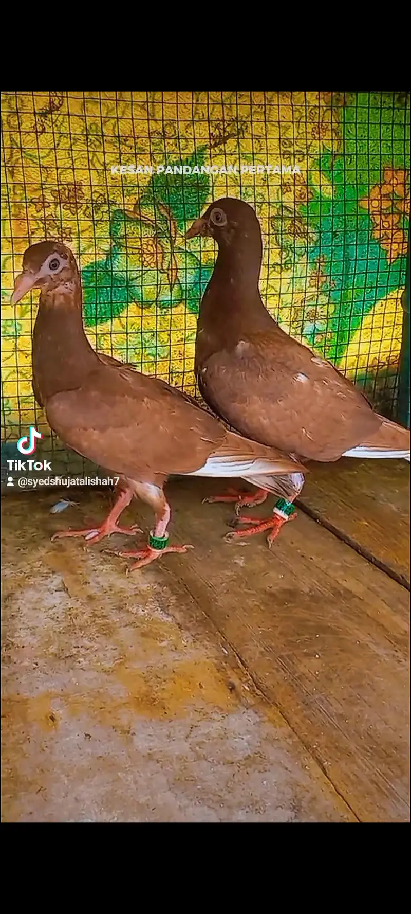 pigeon meulemqns pathy pair Available
