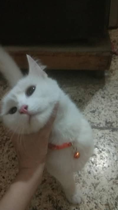my healthy cat selling for male