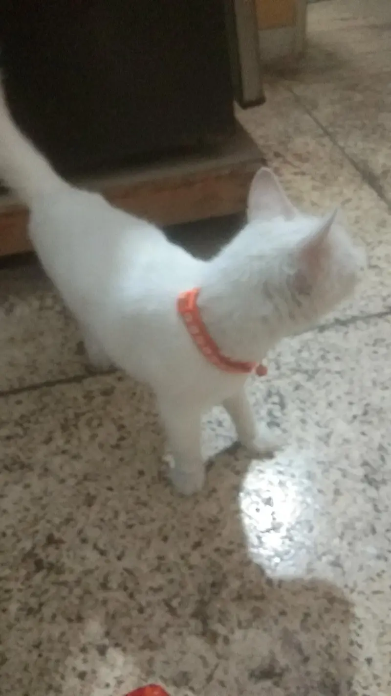 my healthy cat selling for male — photo 2