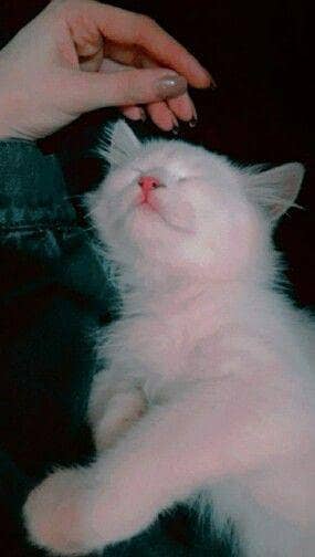 my healthy cat selling for male
