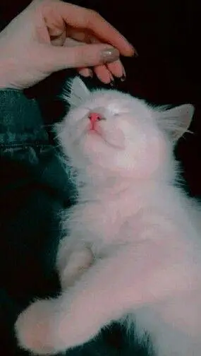 my healthy cat selling for male — photo 3