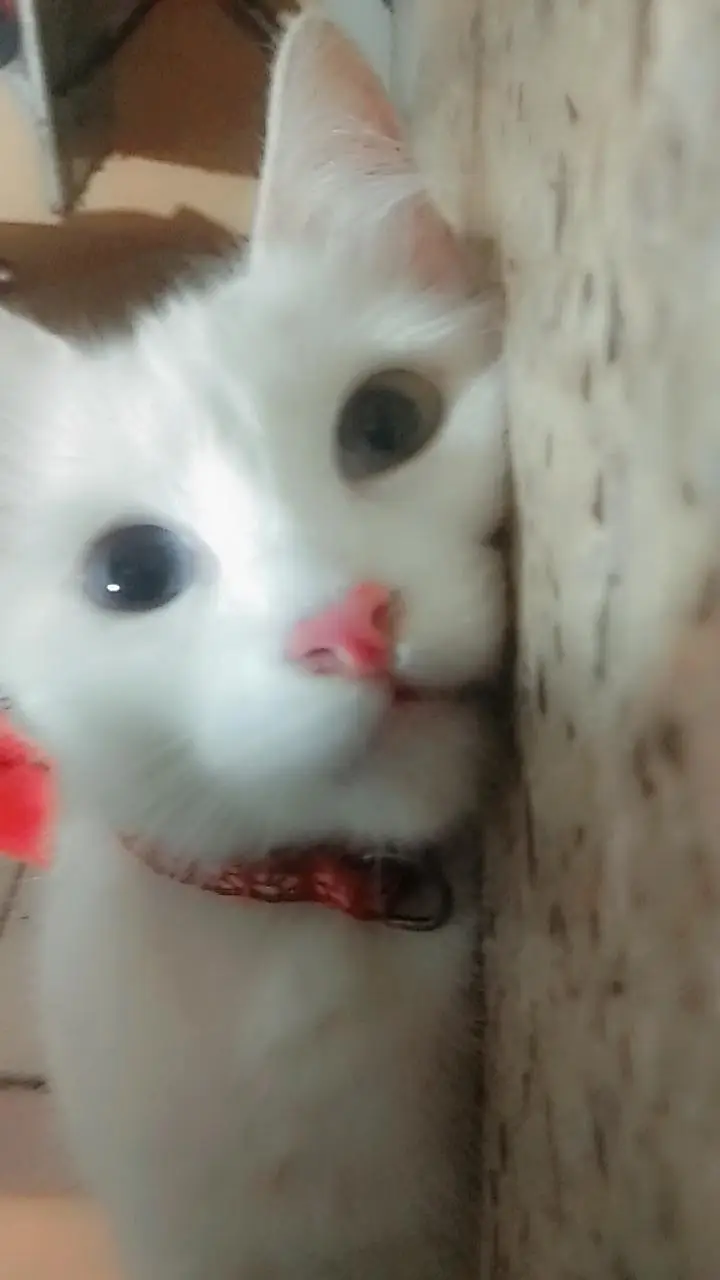 my healthy cat selling for male — photo 4