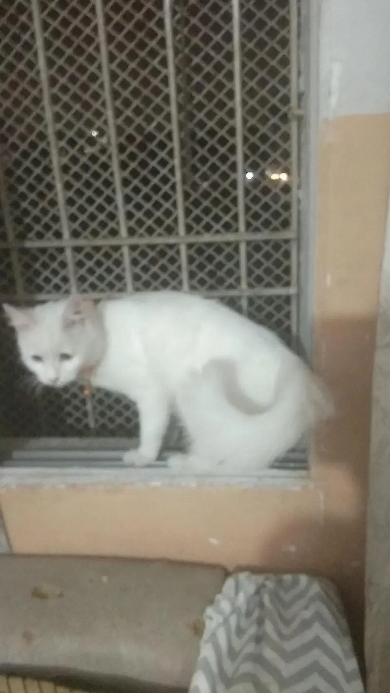 my healthy cat selling for male — photo 6