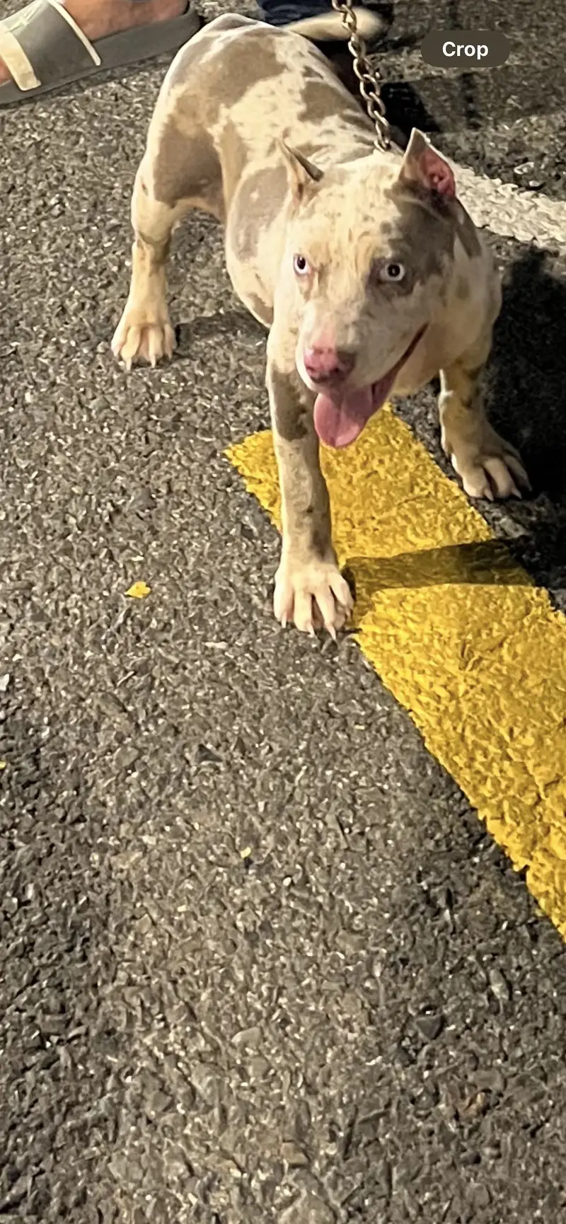 American pitbull Marley — photo 2
