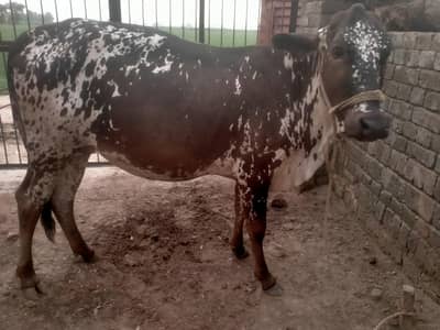 2 year old Cow  sath wachra he dono ki same price he same age he.