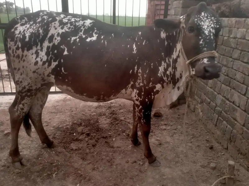 2 year old Cow  sath wachra he dono ki same price he same age he.