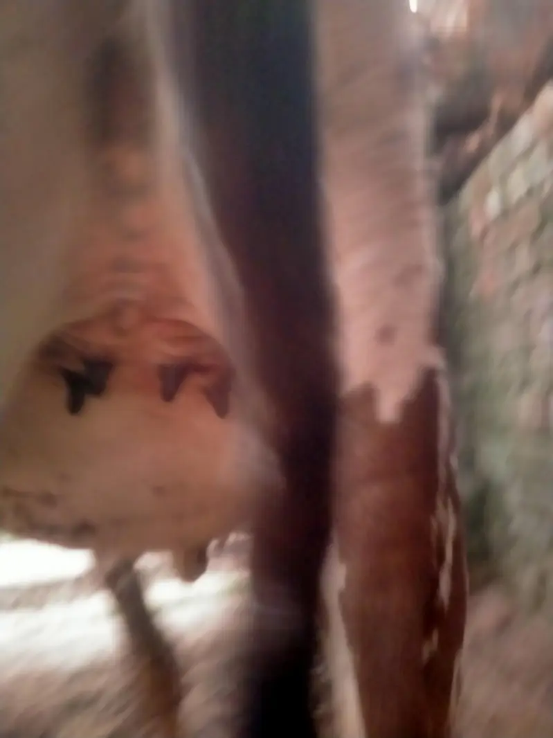 2 year old Cow  sath wachra he dono ki same price he same age he. — photo 2