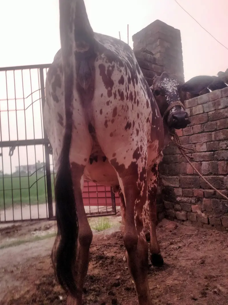 2 year old Cow  sath wachra he dono ki same price he same age he. — photo 3