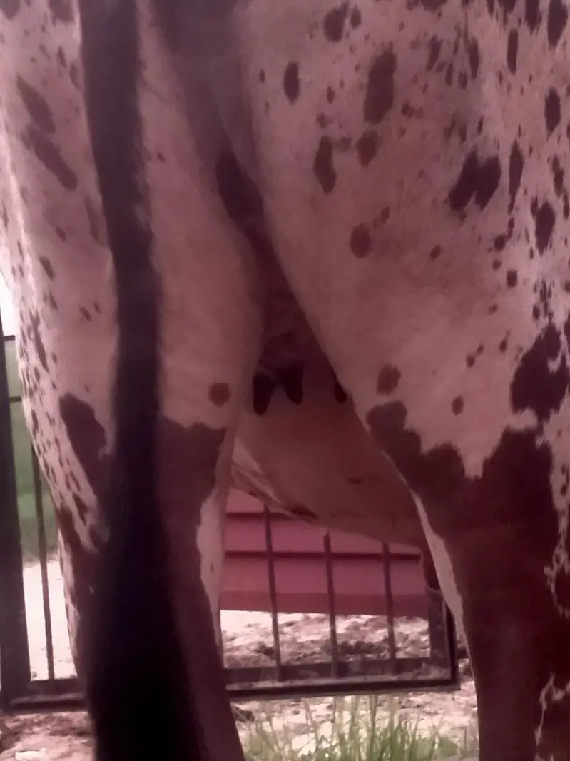 2 year old Cow  sath wachra he dono ki same price he same age he. — photo 4
