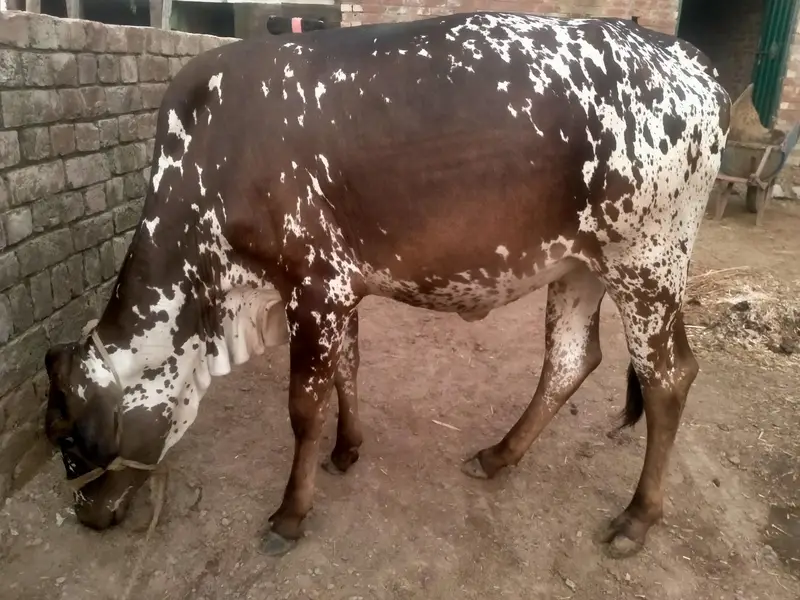 2 year old Cow  sath wachra he dono ki same price he same age he. — photo 5