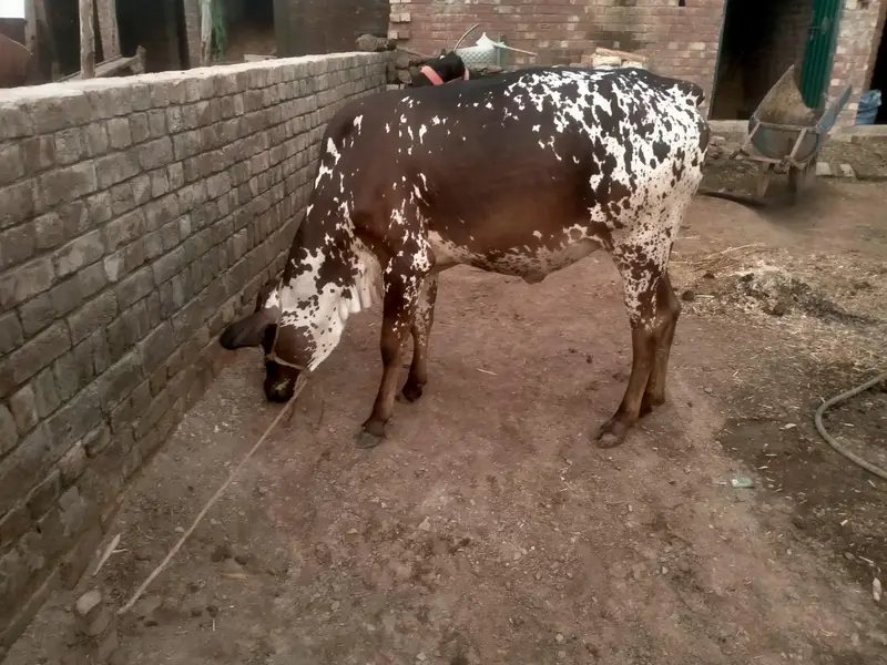 2 year old Cow  sath wachra he dono ki same price he same age he. — photo 6