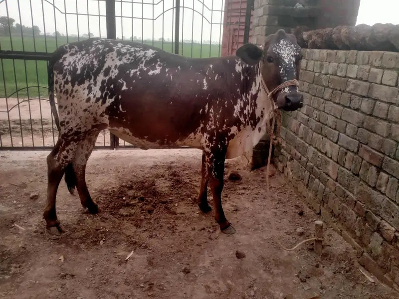 2 year old Cow  sath wachra he dono ki same price he same age he. — photo 7
