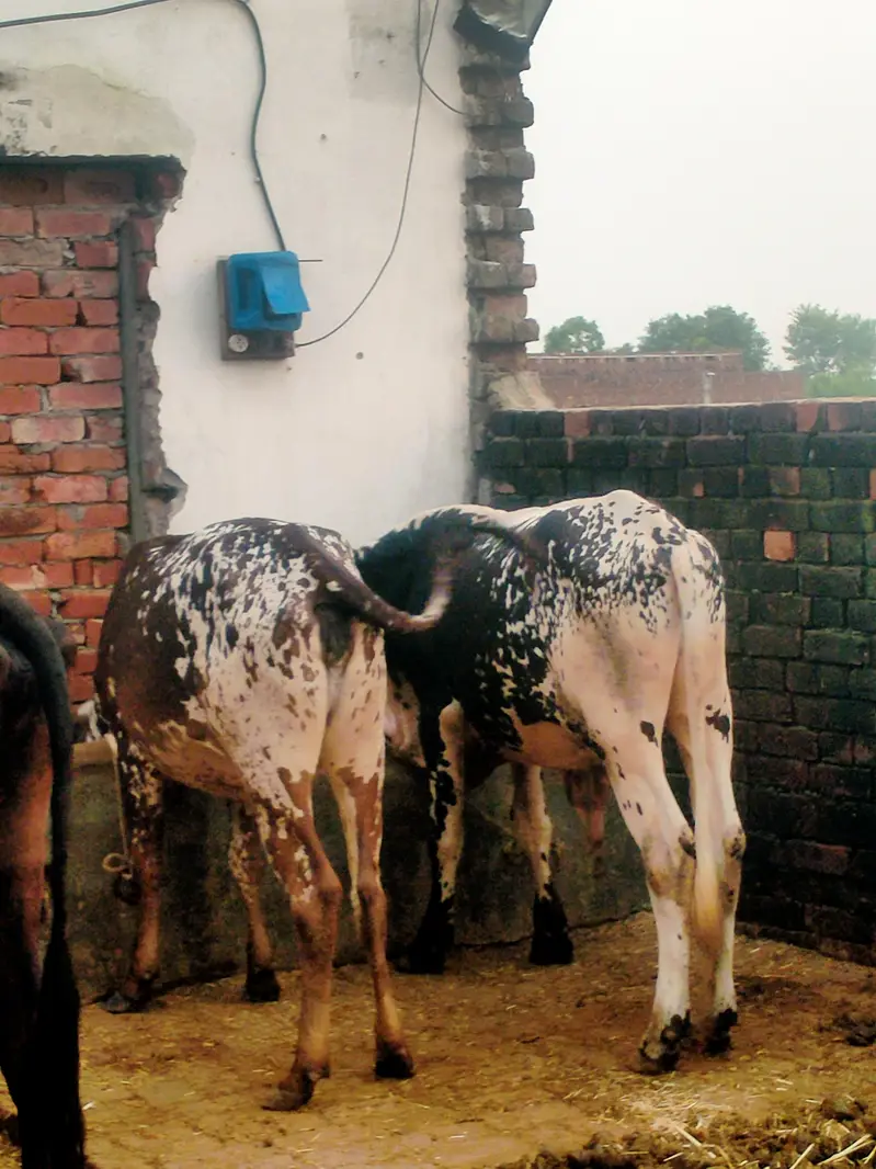 2 year old Cow  sath wachra he dono ki same price he same age he. — photo 8