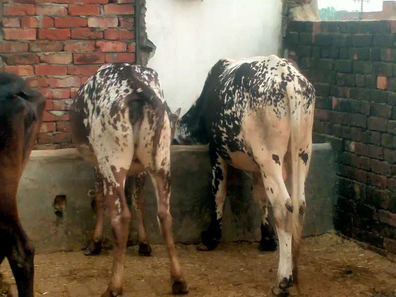 2 year old Cow  sath wachra he dono ki same price he same age he. — photo 9