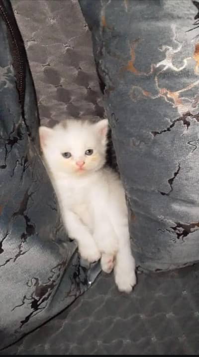 perisan cat tripple coated