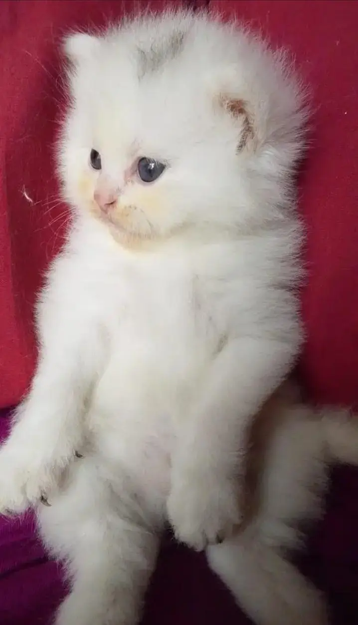 perisan cat tripple coated — photo 2